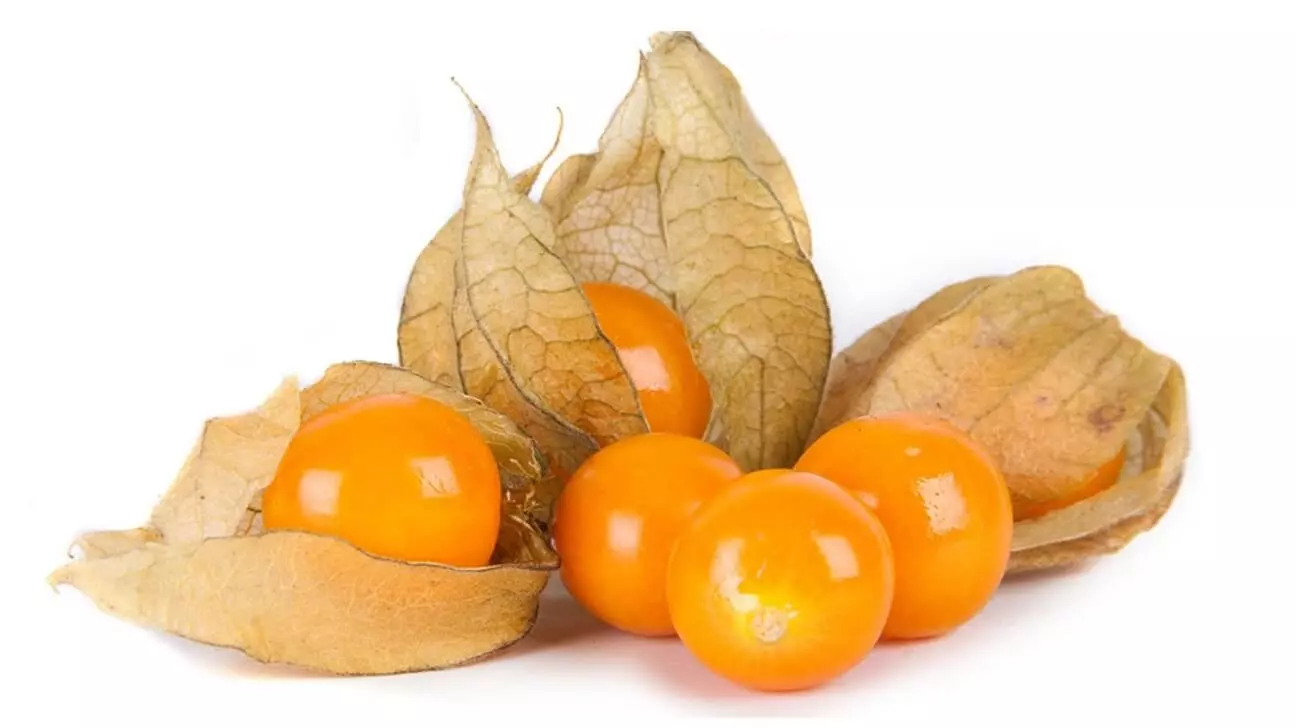 Physalis